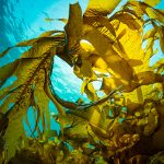 Alga Assoluta (Incolore)