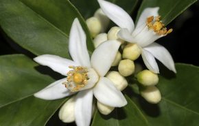 Orange Flower Absolute (Morocco)