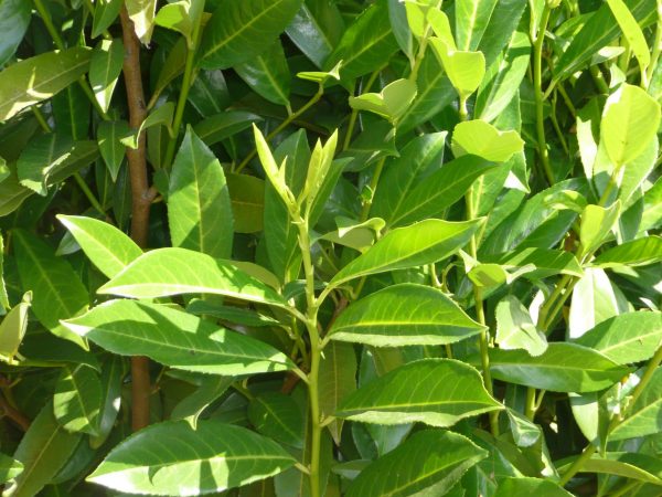 Laurel Leaf Absolute (Sweet Bay)