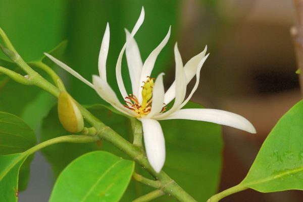 Alba Michelia Flower Essential Oil