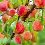 Aldeide C14 Isolato Naturale