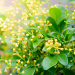 Aglaia flower absolute