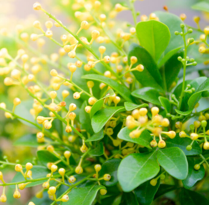 Aglaia flower absolute