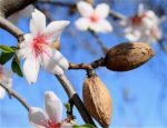 Almond Bitter Essential Oil