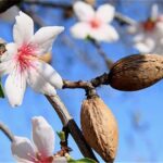 Almond Bitter Essential Oil