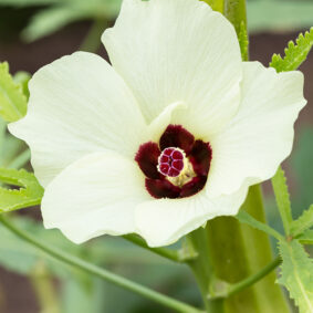 Ambrette Seed Essential Oil