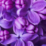 Alcool Anisico Isolato Naturale