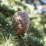 Cedarwood Heart E.O (10 YEAR AGED)