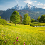 Austrian Hay Essential Oil