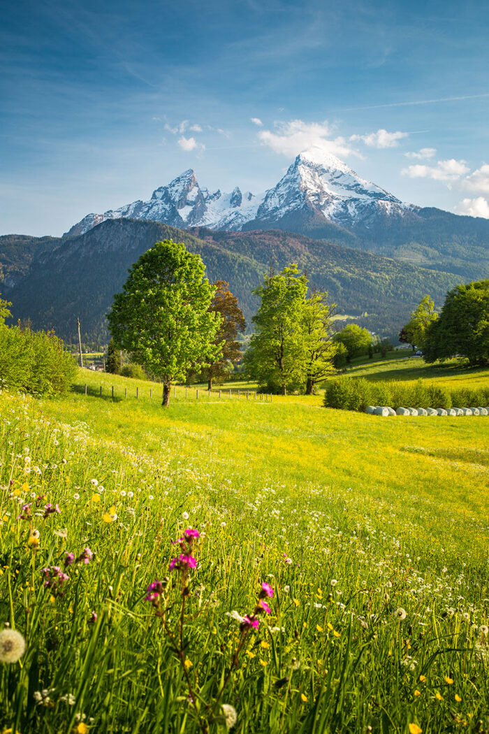 Austrian Hay Essential Oil