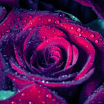 Azerbaijani Rose Otto Signature Gold