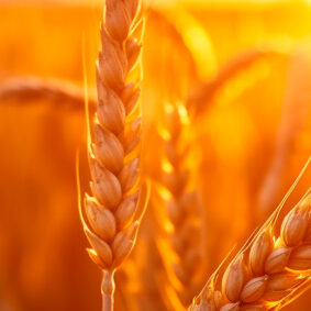 Barley Absolute