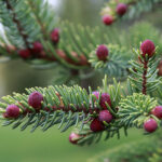 Abete Nero Olio Essenziale