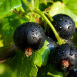 Blackcurrant Bud Absolute