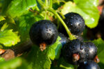 Blackcurrant Bud Absolute