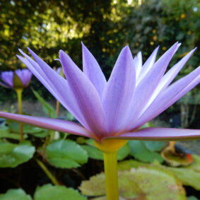 Blue Lotus Absolute