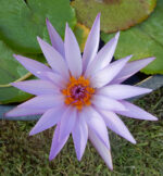 Loto Blu Assoluta - immagine 2