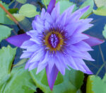 Loto Blu Assoluta - immagine 3