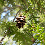 blue hemlock absolute
