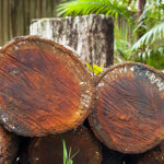 Bois de Rose Essential Oil