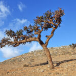 Frankincense Carteri CO2