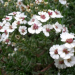 Cape Chamomile essential oil