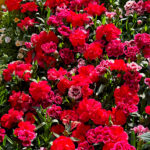 Garofano Assoluta SUPER PREMIUM