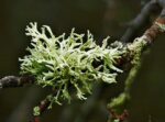 Muschio di Cedro Assoluta 20% - immagine 2