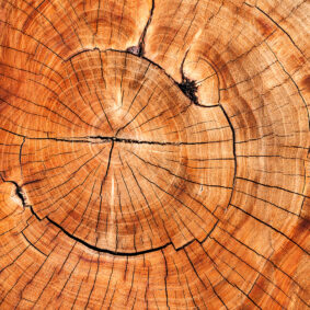 Cedarwood Absolute