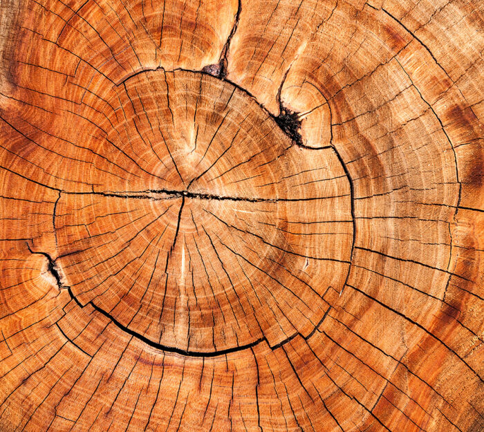 Cedarwood Absolute