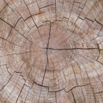 Cedarwood Texan Essential Oil