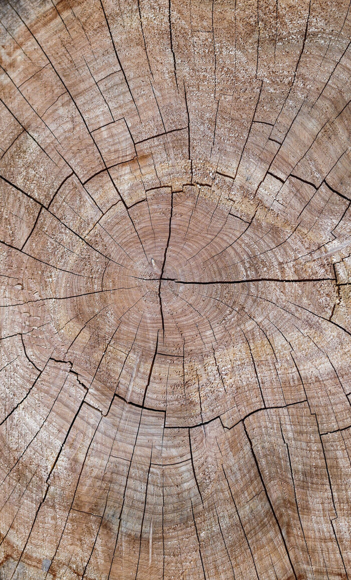 Cedarwood Texan Essential Oil