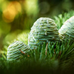 Cedro dell’Atlante Olio Essenziale