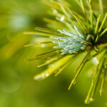 Cedro HIMALAYANO Olio Essenziale