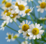 Chamomile Blue