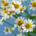 Chamomile Blue