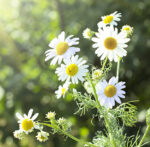Chamomile Blue CO2 Total