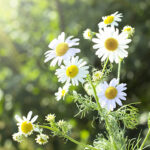 Chamomile Blue CO2 Total