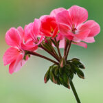 Geranio Olio Essenziale CINESE