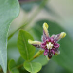 Chinese Silk Vine Essential Oil
