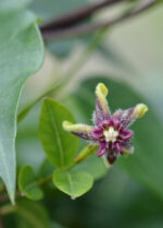 Chinese Silk Vine Essential Oil