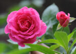 Chinese Rose Flower Absolute