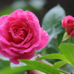 Chinese Rose Flower Absolute