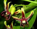 Chinese Silk Vine Essential Oil