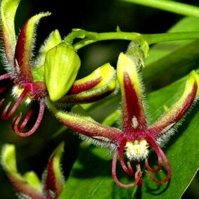 Chinese Silk Vine Essential Oil