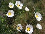 Cisto Olio Essenziale (ROCK ROSE) - immagine 2