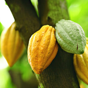 Cocoa Absolute