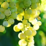 Cognac Green Essential Oil