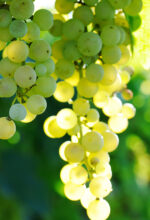 Cognac Green Essential Oil