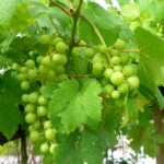 Cognac Bianco Extra Olio Essenziale - immagine 2